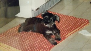 ATT_1442239534066_20150110_190603