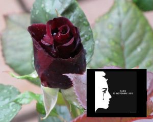 12247778_524732131035219_8607243815659594952_o